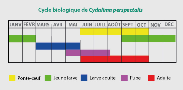 Ciclo biológico Cydalima perspectalis